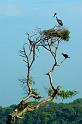 Stork on nest